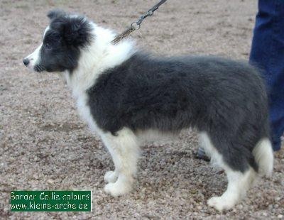 77+ Border Collie White With Black Spots
